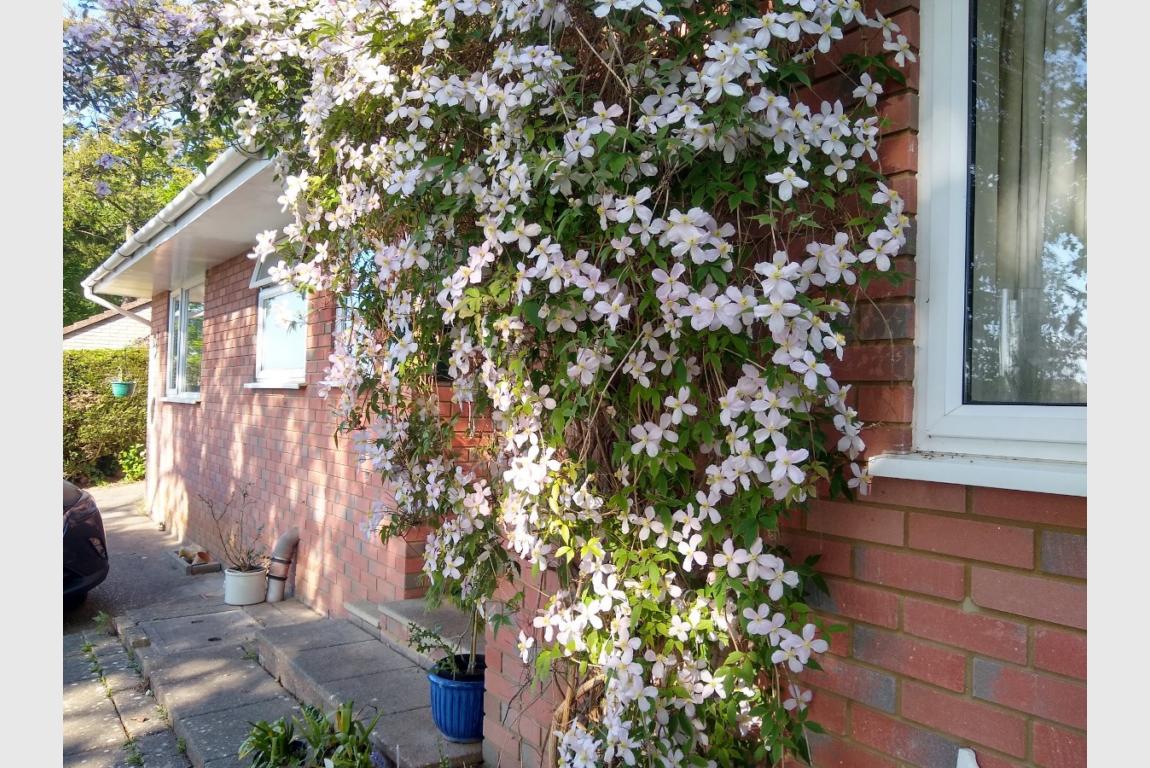 Image: 18 Brook Lane Wimborne Dorset Corfe Mullen